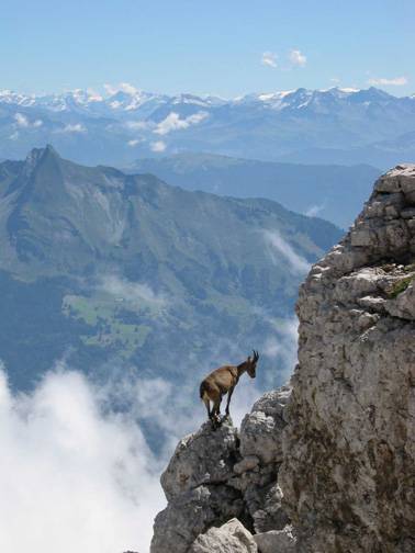 un chamois a la Tournette 